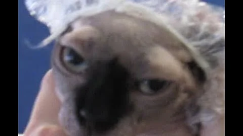 Video 1199911: hairless cat bath, hairless breed