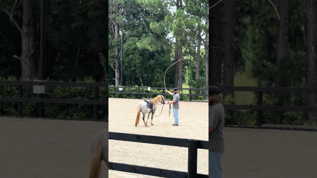 Sweety Pie - Welsh A 3 year old Pony for sale 