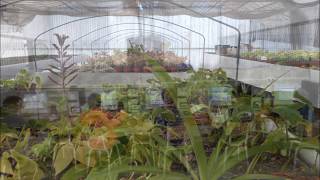 Video Agrotécnico Darregueira