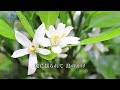 みかんの花咲く丘Mikannohanasakuoka/歌いだし♪みかんのはなが/【日本の歌Japanese traditional song】