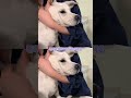 它本应该和主人一起来到2026 #狗狗 #宠物 #失责 #宠物烘干 #毛孩子