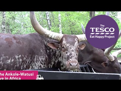Burly Beef: cattle around the world Instructional Video