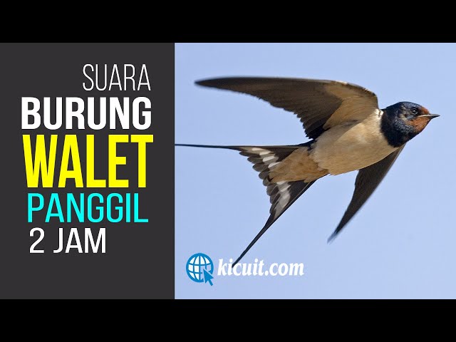 Suara PANGGIL Burung Walet - Durasi 2 Jam class=