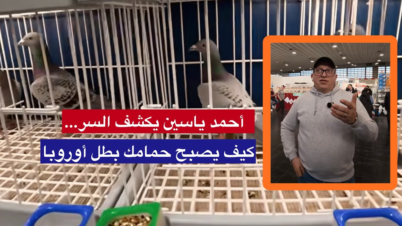 أولمبياد الحمام الزاجل 2026 | بطولة الأبطال أولمبياد دورتموند 