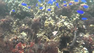 08132015 Encountering school of fish