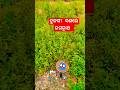 Jagannath ।।#shorts #short #jagannath #shortvideo #art #indianart #tulasi #jagannathbhajan