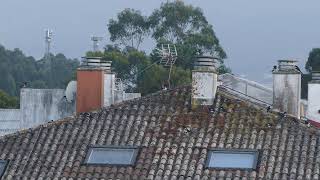 Durmidoiro comunal urbano de pegas (Pica pica) en Nigrán