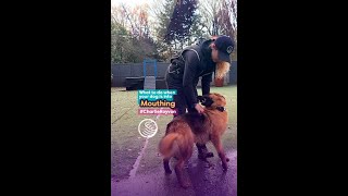 What to do when your dog is into mouthing 🐶 by Royvon Dog Training and Hotels 910 views 1 month ago 4 minutes, 33 seconds