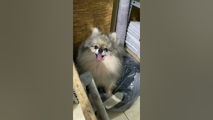 Chị Chị Em Em Phiên Bản Dog & Cat💎Pipi Channel💎#pipichannel #cat #dog #animals #funny #cute #consen