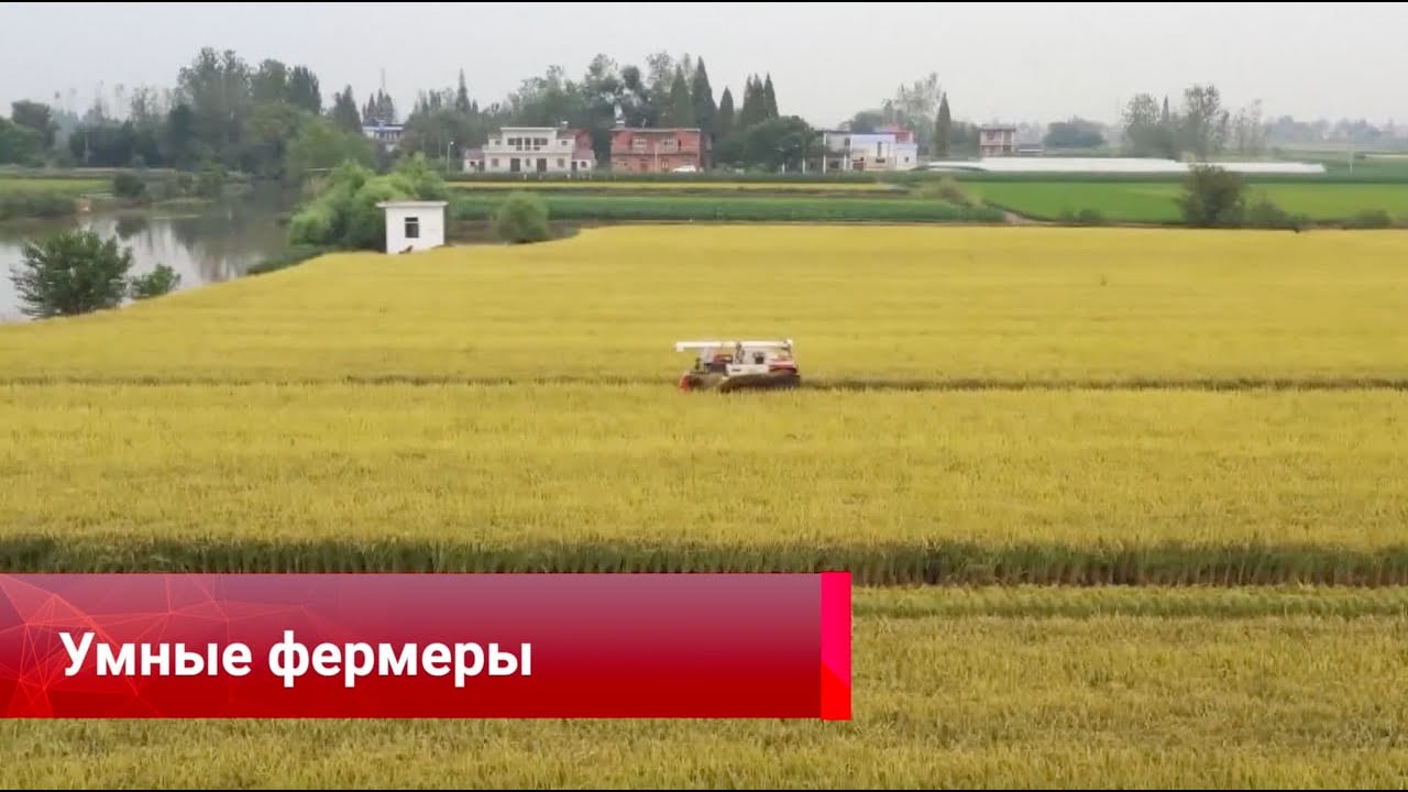 В Китае расширяют применение новых технологий в выращивании риса - YouTube