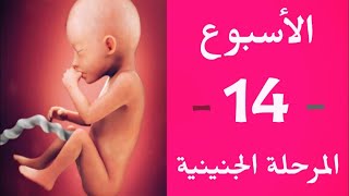 الأسبوع 14 من الحمل - الشهر الرابع - المرحلة  الجنينية