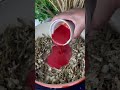 Kapenta Matemba Recipe Fishrecipe Africanfood Shorts Kapenta Matemba Recipe Fishrecipe Africanfood Shorts