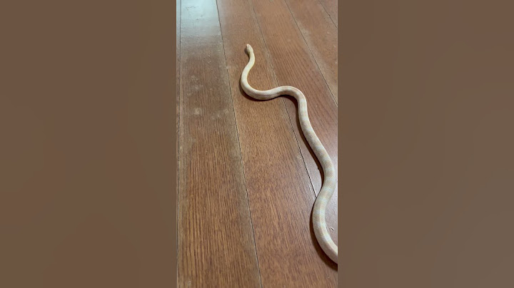 하얀색 뱀🐍