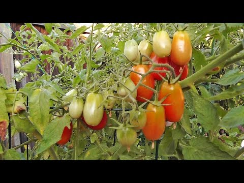 تصویری: محافظت از گوجه فرنگی در برابر حیوانات - جلوگیری از خوردن گوجه فرنگی از حیوانات