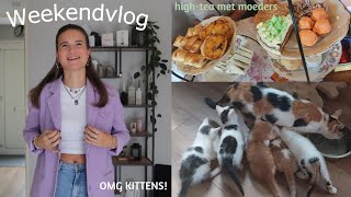 Nog een KITTEN nemen? 🐱Nieuwe hobby: HAKEN🧶& heerlijk HIGH-TEAËN met onze moeders🍰❤️★ Things2Inspire