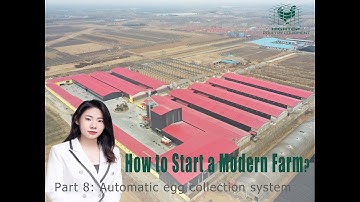 How to start an 800,000 Layers Farm with automatic layer equipment 8