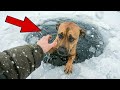Lost Dog Raises A Wild PUMA To Survive… I WASN’T READY FOR THE END! 😱 2.5 Years Later