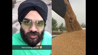 Wheat Harvesting Punjab Vlog