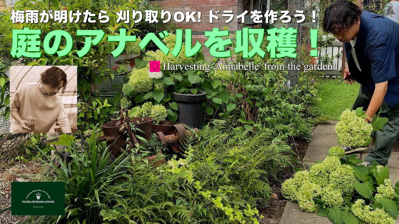 庭のアナベルを収穫してドライフラワーを作る！／梅雨が明けたら刈り取りOK！【夏のガーデニング】-フローラ黒田園芸- Gardening in summer/ガーデニング/園芸/庭/花壇