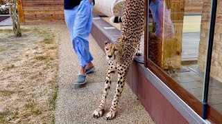 The unfazed cheetah Gerda lets Messi take any liberties he wants.