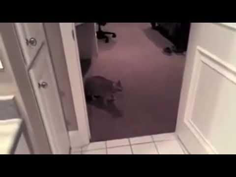 cat meows then explodes