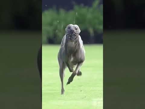 Vidéo: Les 5 meilleures races de chiens minuscules et délicats