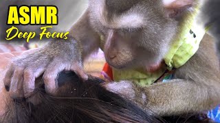 ASMR Deep Focus | Monkey DETAILED Grooming For Deep Sleep & Tingles