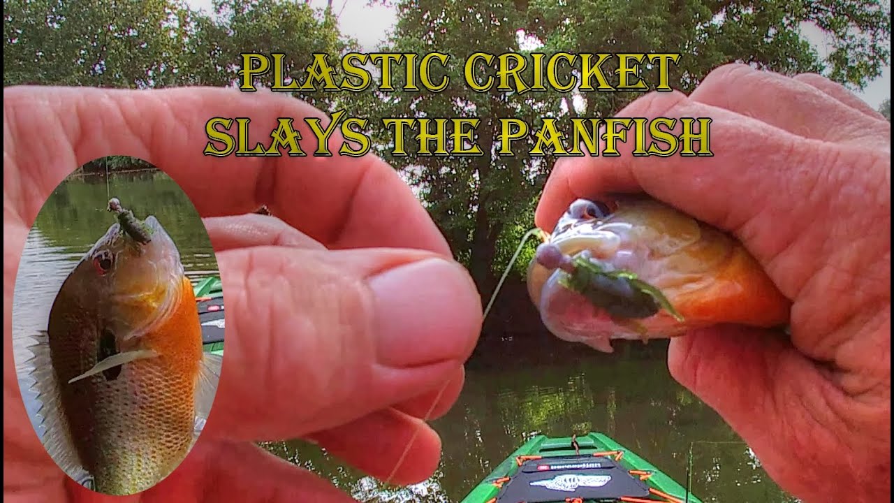 A Simple Method That Panfish Can't Resist, Using A Plastic Cricket. 