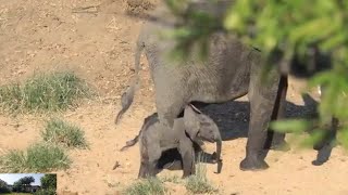 Elephant Child And Mother wildlife