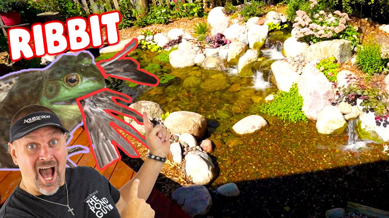 *SMALL KOI PONDS* and BirdEating Frogs! YouTube