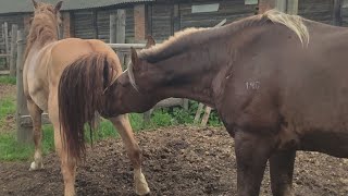 Жеребец чуть не уснул на кобыле