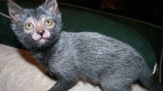 LYKOI CATS Are Awesome: LYKOI CATS Life Compilation by Cats World 45,192 views 7 years ago 1 minute, 10 seconds
