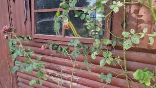 Famous A little tour around the garden of The Old Vicarage. Wealth