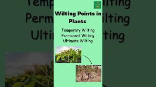 Wilting Points in Plants #soilscience #LiveAgriculture247 #plants
