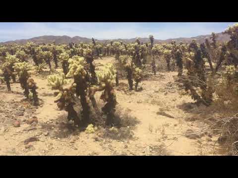 Cholla Jumping Cacti in Joshua Tree National Park (May 2018)