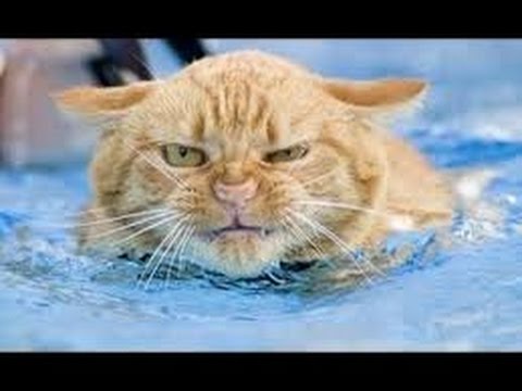 Funny Cats In Water Compilation 2022 YouTube