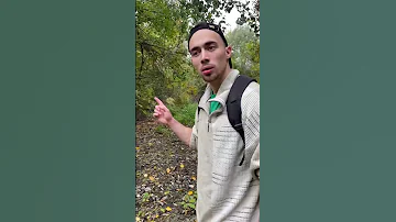 Огромный жук чуть не съел нашего кота!