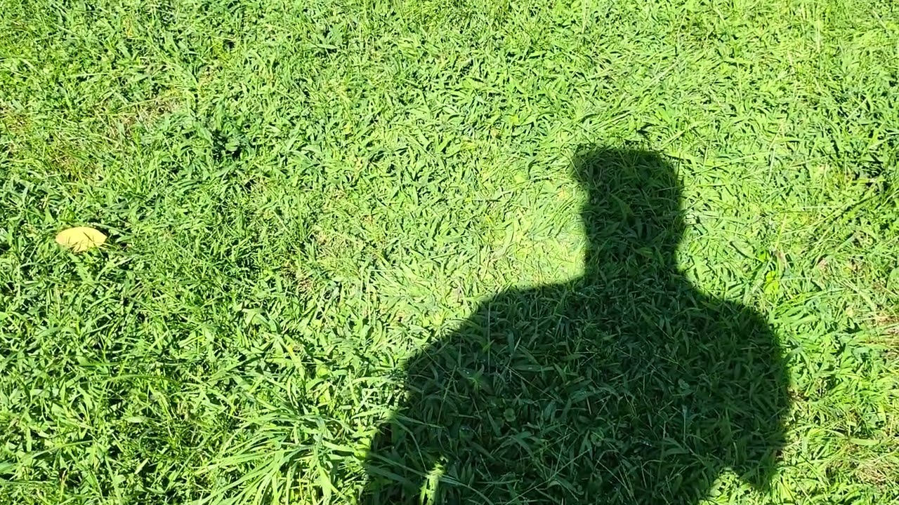 Blue Winged Wasps - Nature's Answer To The Japanese Beetle