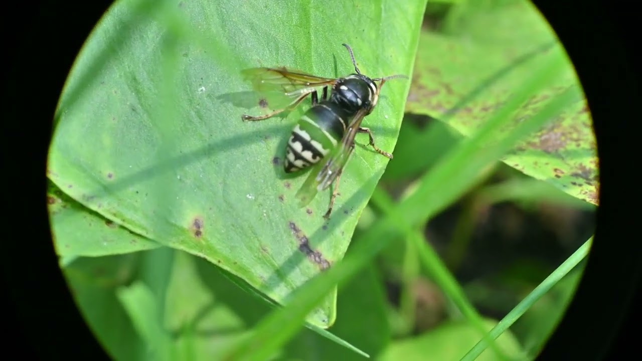 Parasitic Yellow Jackets  (Dolichovespula arctica) and Gratiola neglecta (Clammy Hedge-hyssop)