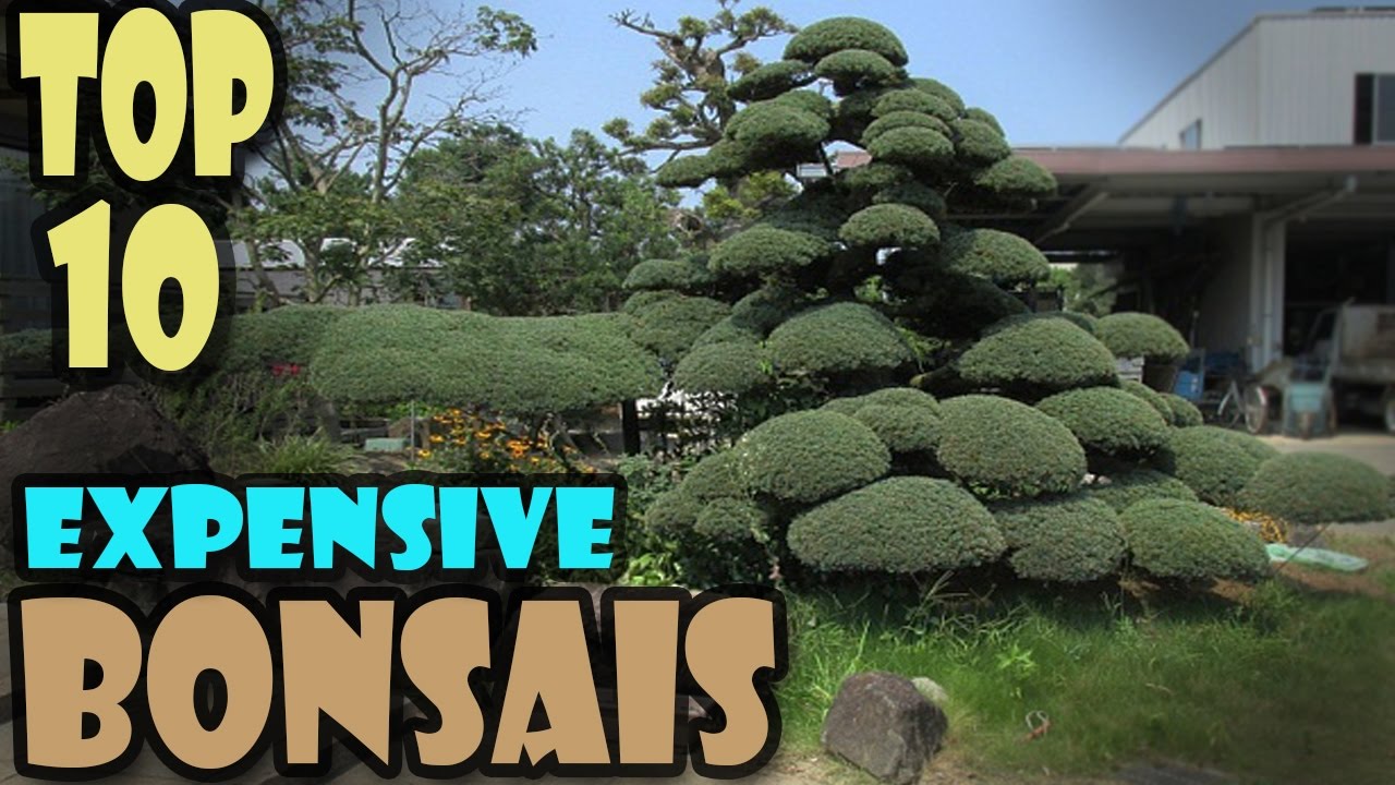 The World S Most Expensive Bonsais Amazing World Youtube The World S Most Expensive Bonsais Amazing World Youtube