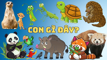 Con Gì Đây? Bé Học Đặc Điểm Nhận Dạng Và Học Cách Đánh Vần Tên Của 12 Con Vật: Gấu Trúc, Chồn, Lợn..