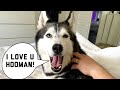 My Husky Speaks PERFECT English😱😍😭 (Subtitles!) Compilation