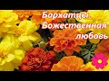 Бархатцы. Божественная любовь