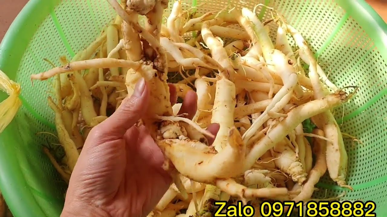 Sâm Tươi Đà Lạt Khám Phá Giá Trị Và Tiềm Năng Tuyệt Vời