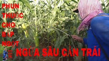 HƯỚNG DẪN PHUN THUỐC NGỪA SÂU CẮN TRÁI TRÊN BẮP NGỌT