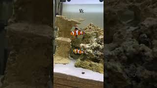 My little 110 litre canister filter fish only salt water marine aquarium.