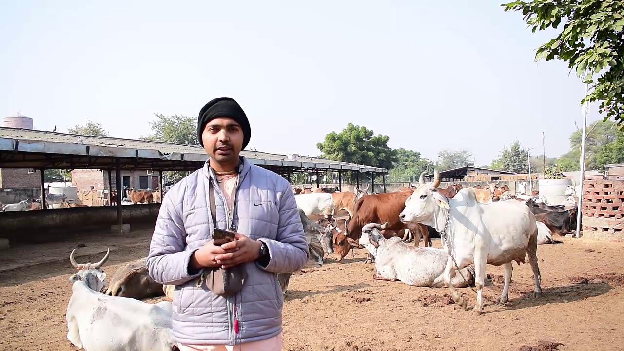 Rohini Organic Cattle Feed - Review
