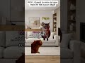 POV : Quand ta mère te tape mais ne fait aucun dégât🙀💀 #humour #chat #faitespercersvp #pov