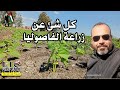 الفاصوليا كيفية الحصول على اعلى انتاجية من زراعة فدان الفاصوليا فى الأرضي القديمه 