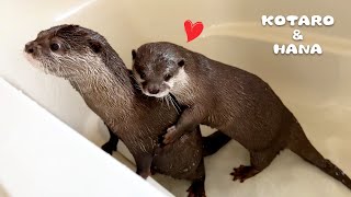 Male Otter Confused by Female in Heat